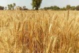 Baran Wheat
