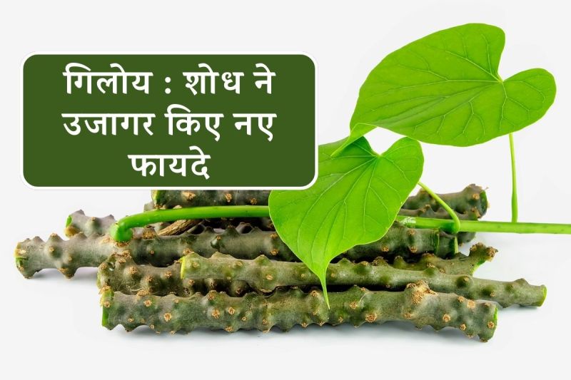 Giloy Benefits Scientifically Proven Cancer treatment Immunity Booster Fighting Viral Infections