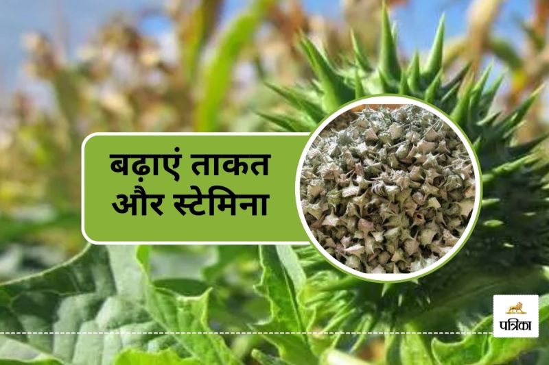 Gokhru benefits for Increase Testosterone and Enhance Sexual Power Men blood pressure joint pain and arthritis How to consume Gokharu