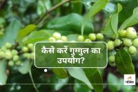 Guggul Ayurvedic Miracle for Eyes Ears and Stomach Ailments guggul uses in hindi