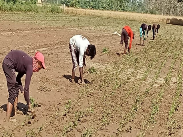 UP Mentha Farming