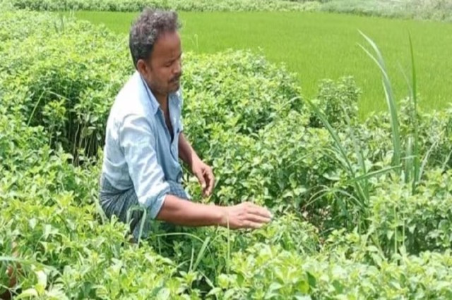 UP Mentha Farming