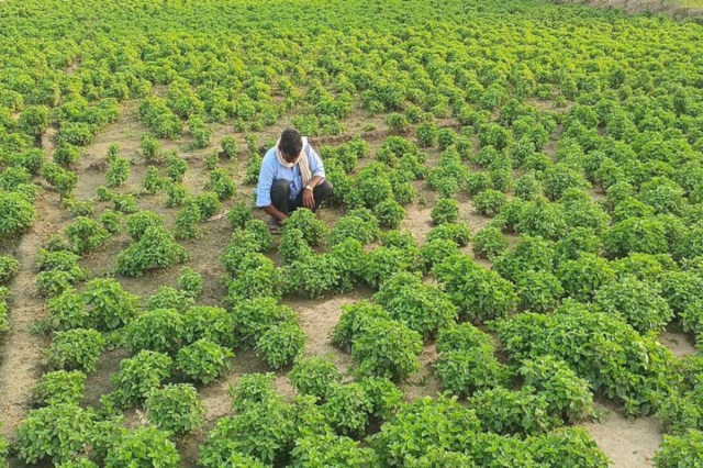 UP Mentha Farming