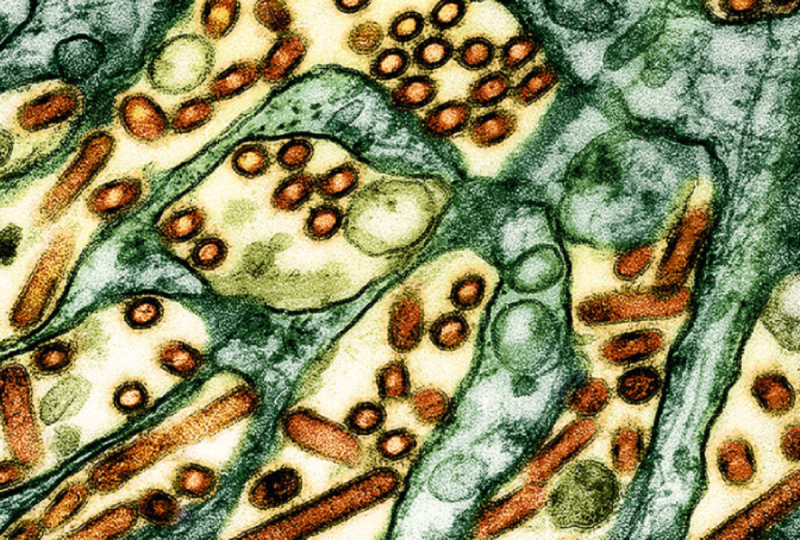 Instructions to isolate as soon as one gets sick after the virus spreads in MP