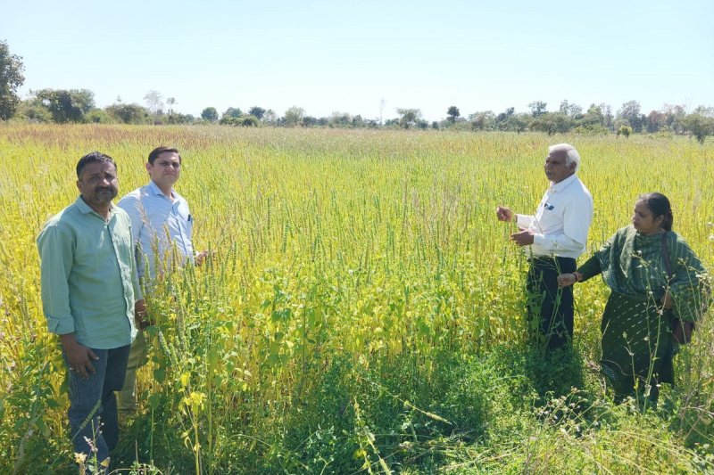 Farmers will cultivate chia