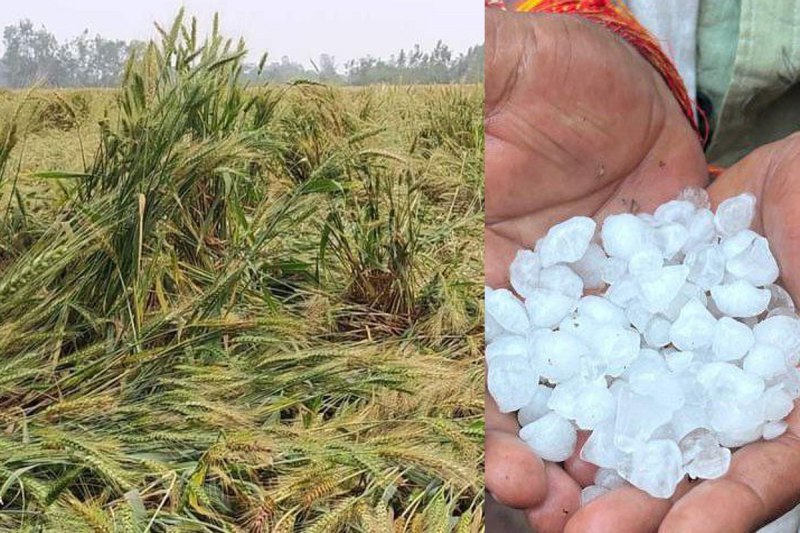 Crops damaged by hailstorm