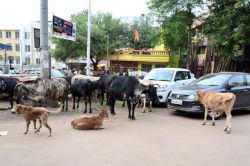 4 साल के बच्चे को गाय ने सींग से उठाकर फेंका, फिर पैरों से रौंदा, रोने की आवाज
सुनकर इकट्ठे हुए लोग, CCTV में कैद हुई VIDEO - image