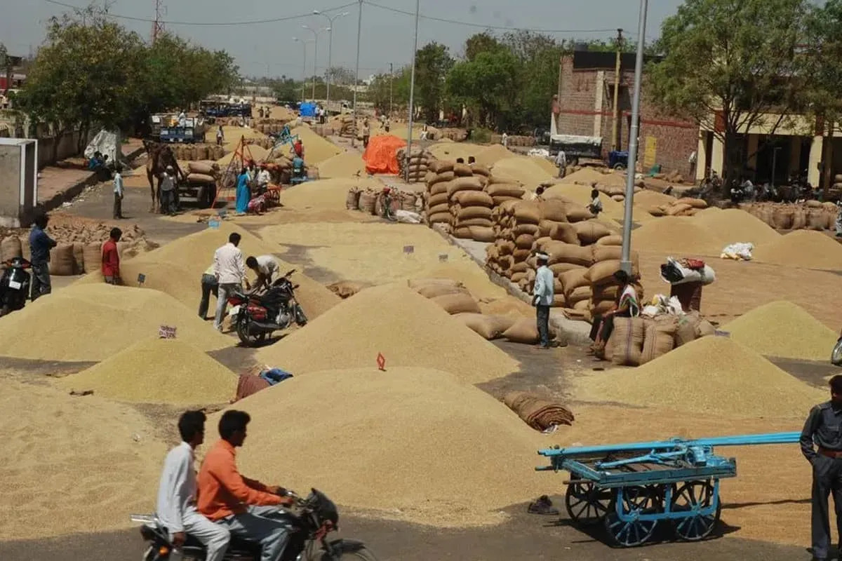 Kota Mandi Bhav : धान, चना, मैथी तेज, लहसुन की आवक 2500 कट्टे रही