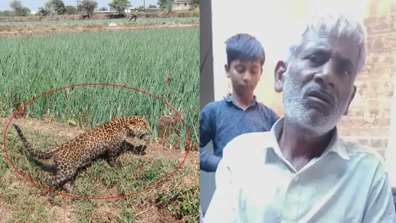 Leopard attacked a farmer in Moradabad