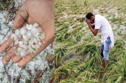 एमपी में तेज आंधी, बारिश के साथ ओलावृष्टि ने मचाई तबाही, बर्बाद फसल देख सदमे में
किसान - image