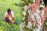 Heavy rain and hailstorm wreaked havoc in MP