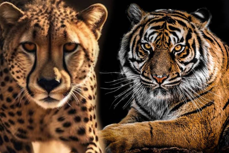 Madhav National Park