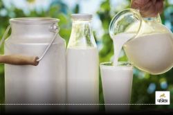 Milk Adulteration: दूध में पानी के अलावा इन चीजों की होती है मिलावट, FSSAI ने
बताया असली-नकली दूध कैसे पहचानें - image