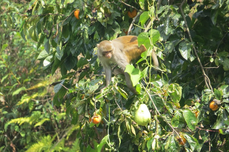 Andhra Pradesh: Monkeys terror in CM Naidu's native village