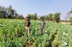 एमपी में गेहूं के खेत पर उगा रहे थे ‘अफीम’, तड़के सुबह दबे पांव पहुंची पुलिस… - image