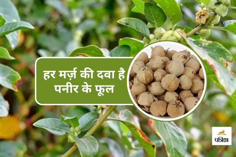 Paneer Ke Phool for diabetes in blood sugar control