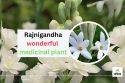 Rajnigandha: Unveiling the Therapeutic Power of its Fragrance