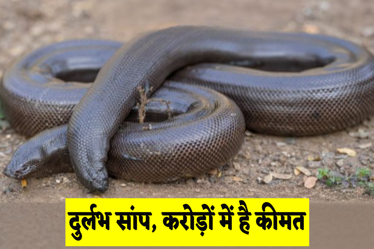 Rare snakes with two heads