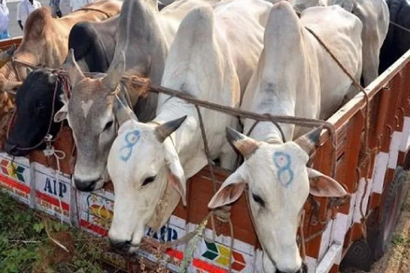 VHP demanded NSA on cow smuggling due to rising activities fake gau sevaks in guna