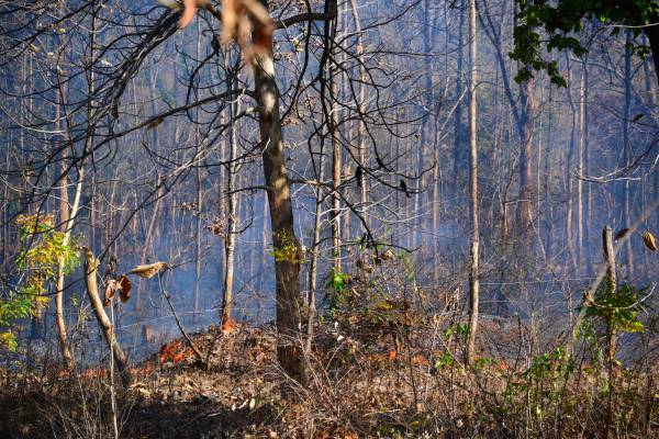 CG News: छत्तीसगढ़ के जंगलों में धधक रही भयावह आग, देखें तस्वीरें
