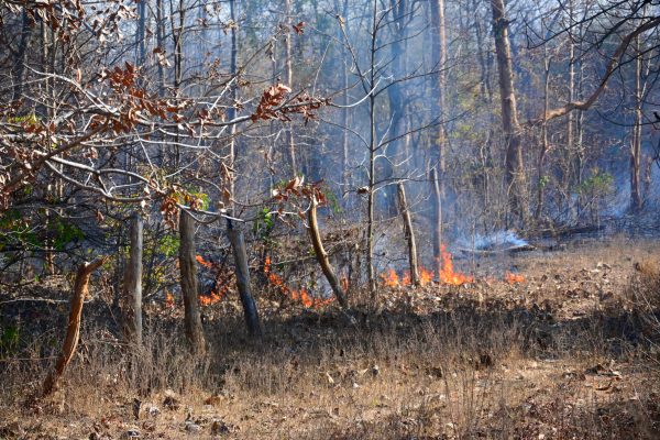 CG News: छत्तीसगढ़ के जंगलों में धधक रही भयावह आग, देखें तस्वीरें
