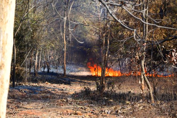 CG News: छत्तीसगढ़ के जंगलों में धधक रही भयावह आग, देखें तस्वीरें
