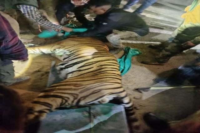 Tiger Rescue