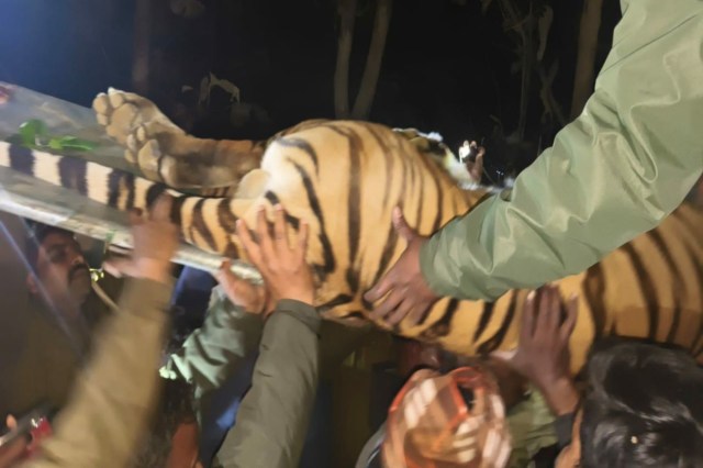 Tiger Rescue