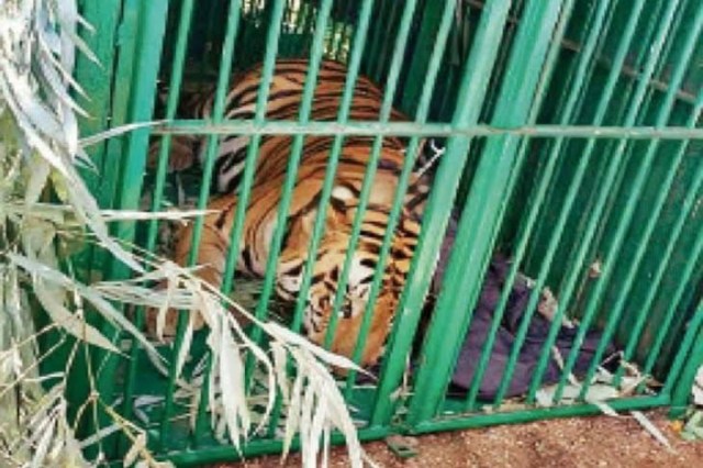 Tiger Rescue