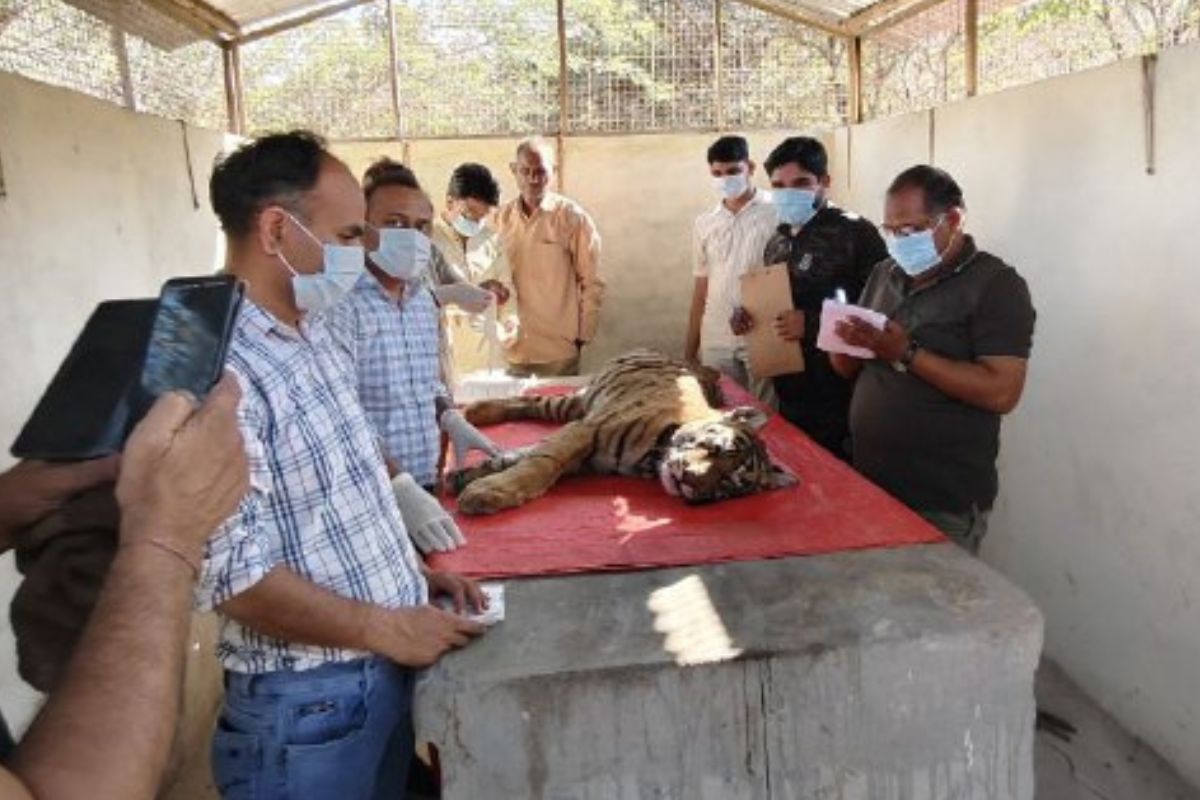 Ranthambore Tiger Reserve: बाघिन रिद्धि के शावक की मौत, बाघ के हमले की जताई जा
रही आशंका