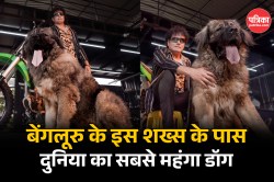 World’s Most Expensive Dog: बेंगलूरु के शख्स ने खरीदा दुनिया का सबसे महंगा
कुत्ता ओकामी, 50 करोड़ में खरीदा Wolfdog - image