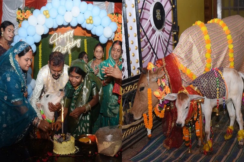 बछिया का बर्थडे! कार्ड बांटकर रिश्तेदारों को किया आमंत्रित, कटा केके... परिवार ने घूमघाम से मनाया 'राधिका' का जन्मदिन