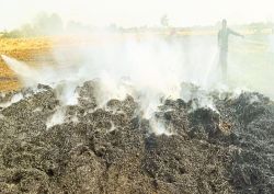 अन्नदाता निराश, शॉर्ट सर्किट से 25 बीघा में गेहूं जलकर खाक - image