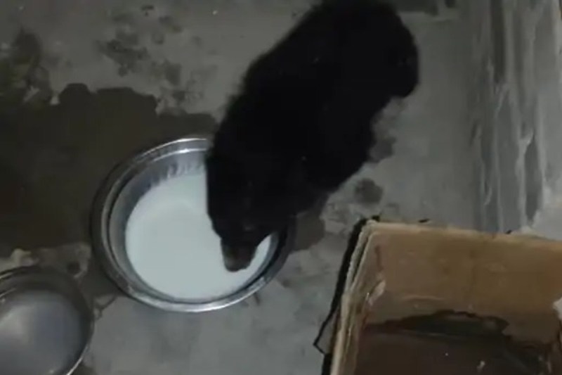 bear cub in kota school