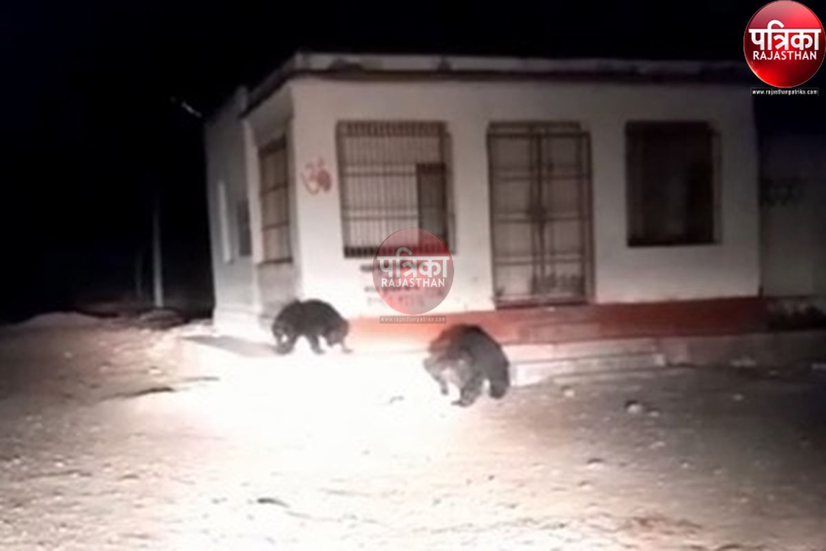 रात के अंधेरे में कार के आगे अचानक आए दो भालू, फिर क्या हुआ, देखें पूरा वीडियो...