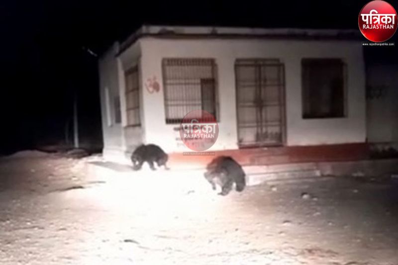 रात के अंधेरे में कार के आगे अचानक आए दो भालू, फिर क्या हुआ, देखें पूरा वीडियो...