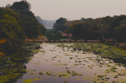 एमपी के इन तालाबों पर माफिया का कब्जा, हाईकोर्ट के आदेश बावजूद हो रहा अतिक्रमण - image