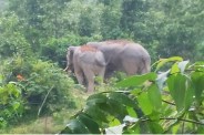 Elephant Attack