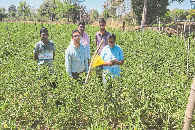 CG News: करेली की खेती से किसान बन रहे लखपति, एक लाख लागत लगाकर सवा दो लाख कमा रहे