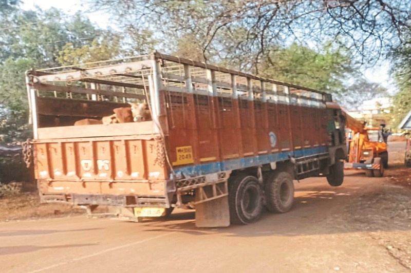 CG News: कत्लखाने ले जा रहे 28 गौवंश को गौसेवकों ने छुड़वाया, चालक वाहन छोड़कर फरार