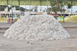 कॉटन उत्पादन में गिरावट,मूंग ने दिया किसानों को सहारा - image