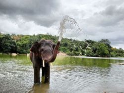 वन विभाग ने बेलूर में एक उपद्रवी हाथी को पकड़ा - image