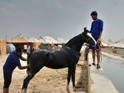 ये कौनसा पशुमेला है जिसमें बंटेंगे अब चांदी के पुरस्कार - image