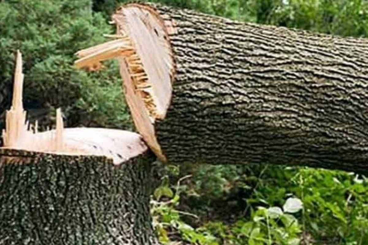 व़ृक्ष संरक्षण अधिनियम में संशोधन की मांग