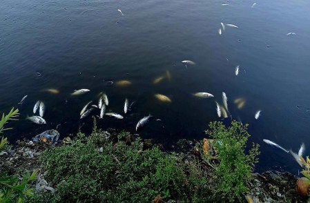 pollution fish