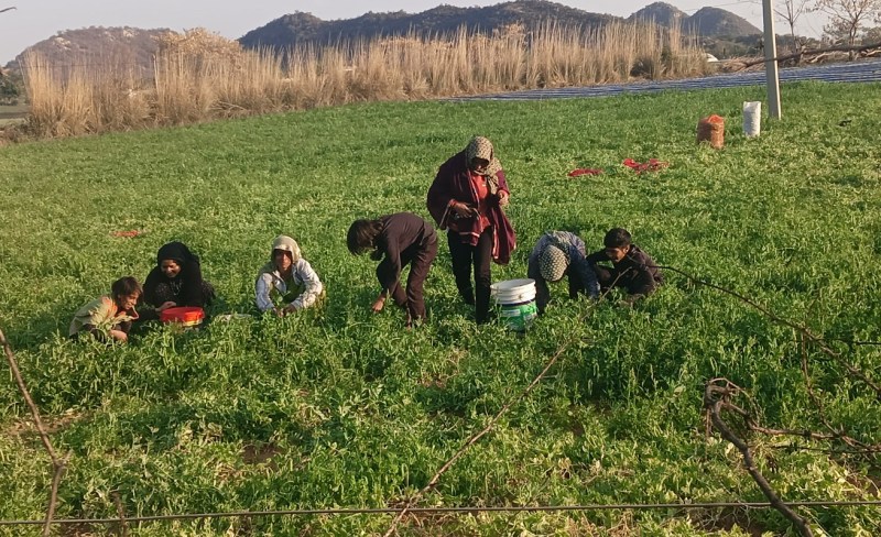 Shahpura maid peas are being tast in many states