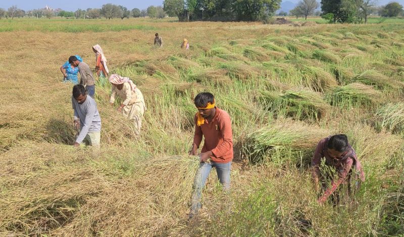 Registration process of mustard which comes before wheat in the market has not started, market price is also much lower than MSP