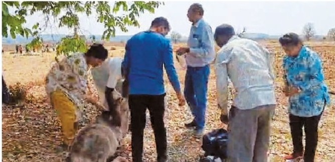 Cow deaths कुंडम तहसील क्षेत्र के सातनझिर गांव में मवेशियों की जांच करते स्वास्थ्य विभाग के अधिकारी।