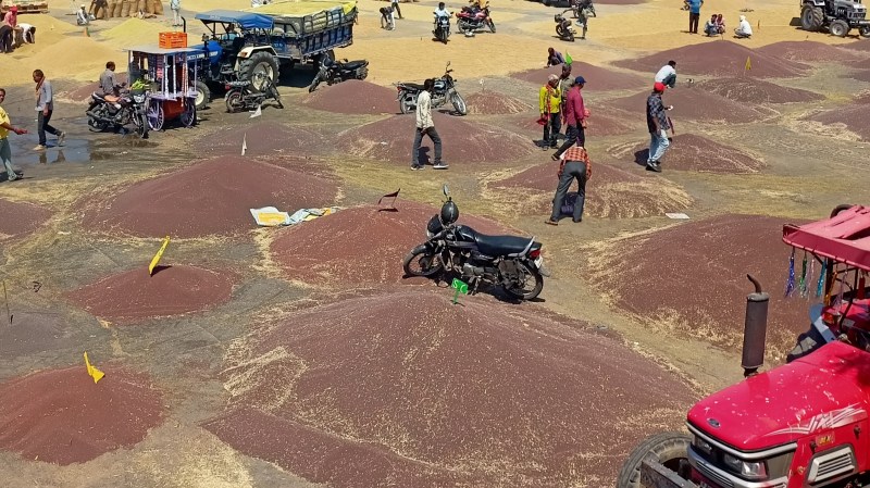 MSP mustard and gram