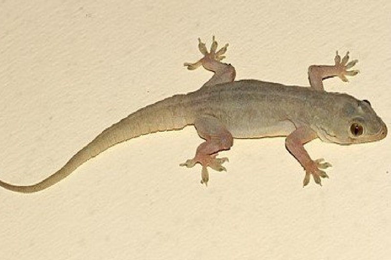 frogs and lizards in the water cooler of Chemistry Department of Dr. Harisingh Gour University situated in sagar mp